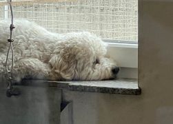 25 Jahre Tierheim In Jena Jubilaeum Mit Grossem Fest Gefeiert 20